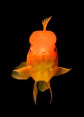 Identity Management leicht gemacht – Hyperfish macht’s möglich